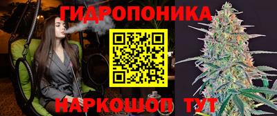 спайс Кингисепп